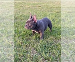 Puppy 1 French Bulldog