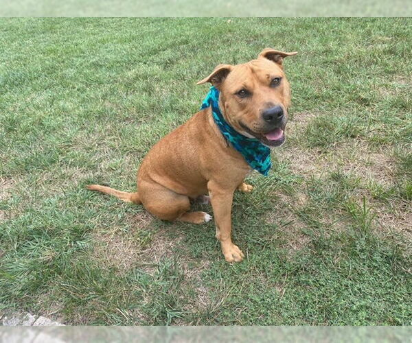 Medium Photo #6 Mutt Puppy For Sale in Westminster, MD, USA