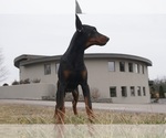 Small Photo #2 Doberman Pinscher Puppy For Sale in WARSAW, IN, USA