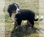 Small Photo #4 Bernese Mountain Dog Puppy For Sale in NILES, MI, USA