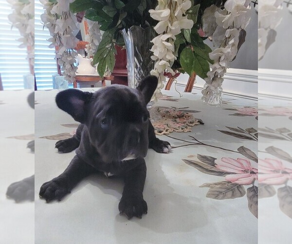 Medium Photo #1 French Bulldog Puppy For Sale in MACON, GA, USA