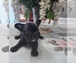 Small Photo #1 French Bulldog Puppy For Sale in MACON, GA, USA