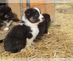 Small Photo #16 Australian Shepherd Puppy For Sale in LEWISBURG, TN, USA