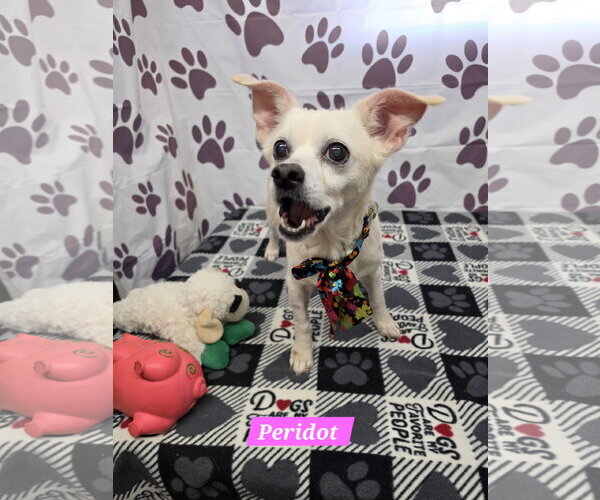Medium Photo #1 Chihuahua-Unknown Mix Puppy For Sale in Metairie, LA, USA