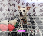 Small Chihuahua Mix