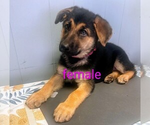 German Shepherd Dog Puppy for sale in BENSON, NC, USA