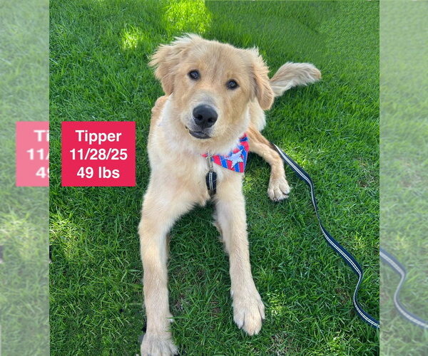 Medium Photo #7 Golden Retriever Puppy For Sale in West Hollywood, CA, USA