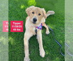 Small #6 Golden Retriever