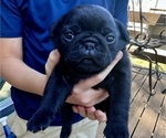 Litter of 6 - Female PugLitter of Puppies for Sale - Photo #9