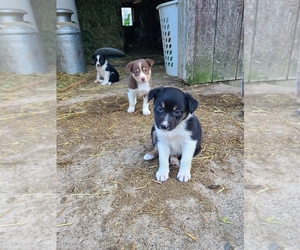 Border Collie Puppy for sale in PORTAGE, WI, USA
