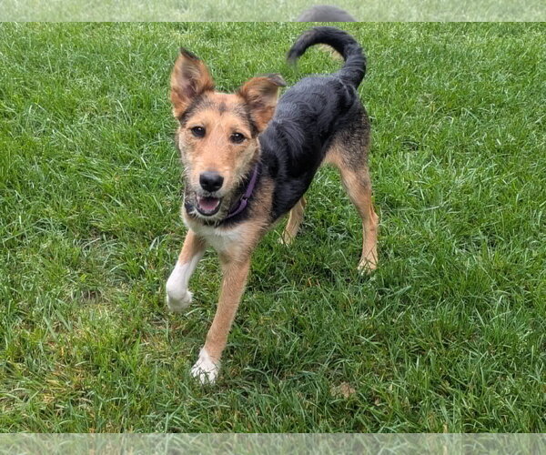 Medium Photo #4 Airedale Terrier-Collie Mix Puppy For Sale in Cookeville, TN, USA