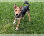 Small #3 Airedale Terrier-Collie Mix
