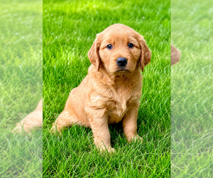 Golden Retriever Puppy for sale in FAIR HAVEN, MI, USA