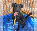 Small #1 Labrador Retriever Mix
