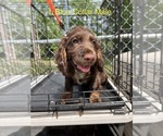 Small #7 English Cocker Spaniel