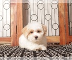 Small #2 Maltipoo