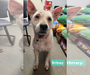 Mutt Dogs for adoption in Richmond, IN, USA