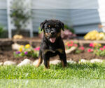 Small Photo #5 Rottweiler Puppy For Sale in NAPPANEE, IN, USA