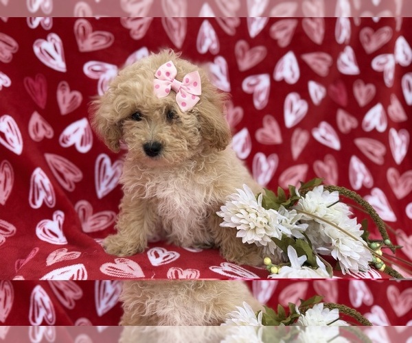 Medium Photo #5 Bichpoo Puppy For Sale in LAKELAND, FL, USA