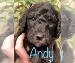 Small Photo #12 Goldendoodle-Poodle (Standard) Mix Puppy For Sale in GRESHAM, OR, USA