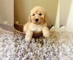 Small #4 Goldendoodle