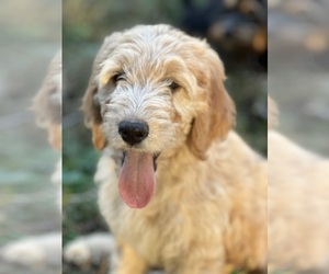 Goldendoodle (Miniature) Puppy for Sale in LOUISA, Virginia USA