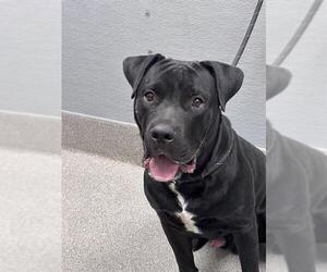 Mutt Dogs for adoption in Las Vegas, NV, USA