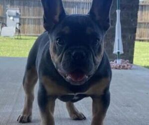 French Bulldog Puppy for sale in FORNEY, TX, USA