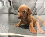 Small Photo #3 Vizsla Puppy For Sale in TYLER, MN, USA