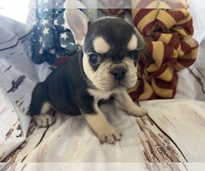 French Bulldog Puppy for Sale in CASA GRANDE, Arizona USA