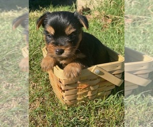 Yorkshire Terrier Puppy for sale in BEN WHEELER, TX, USA