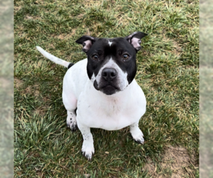 Estelle - Female Mutt Dog for Adoption - Photo #7