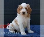 Small Goldendoodle