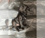 Small Photo #18 American Bandogge mastiff Puppy For Sale in FORT GARLAND, CO, USA