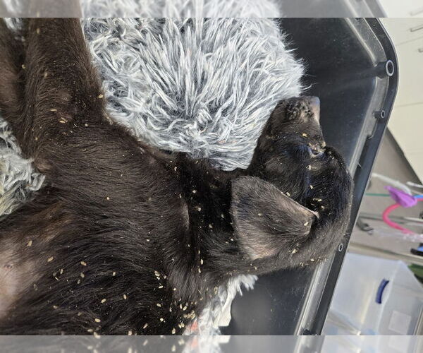 Medium Photo #3 Mutt Puppy For Sale in Evansville, IN, USA