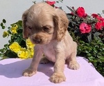 Small Photo #18 Cocker Spaniel Puppy For Sale in GOSHEN, IN, USA