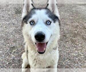 Siberian Husky Dogs for adoption in Pueblo, CO, USA