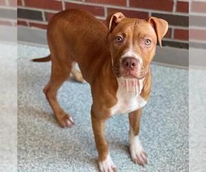 American Pit Bull Terrier-Unknown Mix Dogs for adoption in Edmond, OK, USA