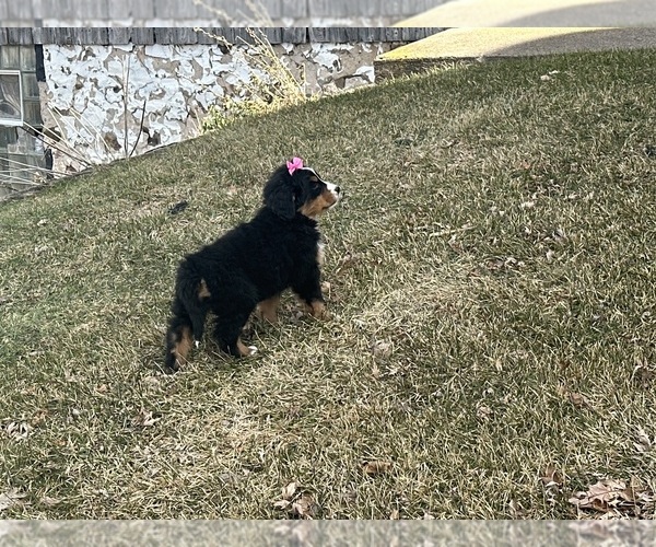 Medium Photo #9 Bernese Mountain Dog Puppy For Sale in ATHENS, WI, USA