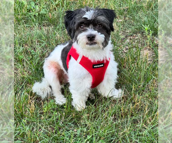 Medium Photo #2 Shih Tzu-Unknown Mix Puppy For Sale in Cranston, RI, USA