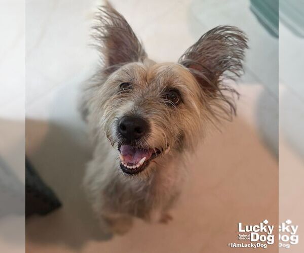 Medium Photo #6 Mutt Puppy For Sale in Washington, DC, USA