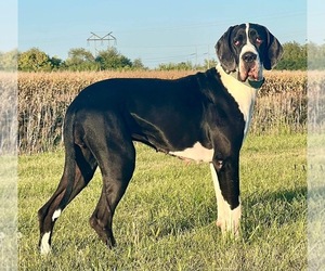 Great Dane Puppy for sale in LAFAYETTE, IN, USA