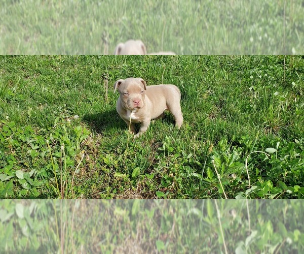 Medium Photo #6 American Bully Puppy For Sale in WEST MILTON, OH, USA