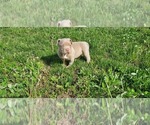 Small #5 American Bully