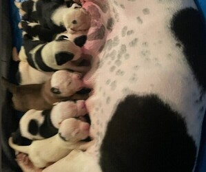 American Bulldog Puppy for Sale in INDEPENDENCE, Missouri USA