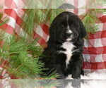 Small Photo #5 Bernedoodle Puppy For Sale in ELDORADO, OH, USA