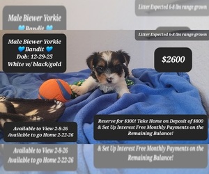 Yorkshire Terrier Puppy for sale in TUCSON, AZ, USA