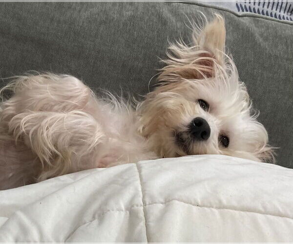 Medium Photo #3 Maltese Puppy For Sale in Pottstown, PA, USA