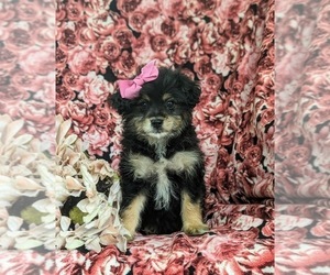 Pom-A-Poo Puppy for sale in OXFORD, PA, USA