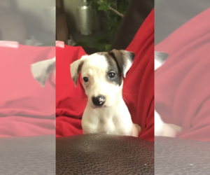 Puppyfinder Com Jack Russell Terrier Puppies Puppies For Sale
